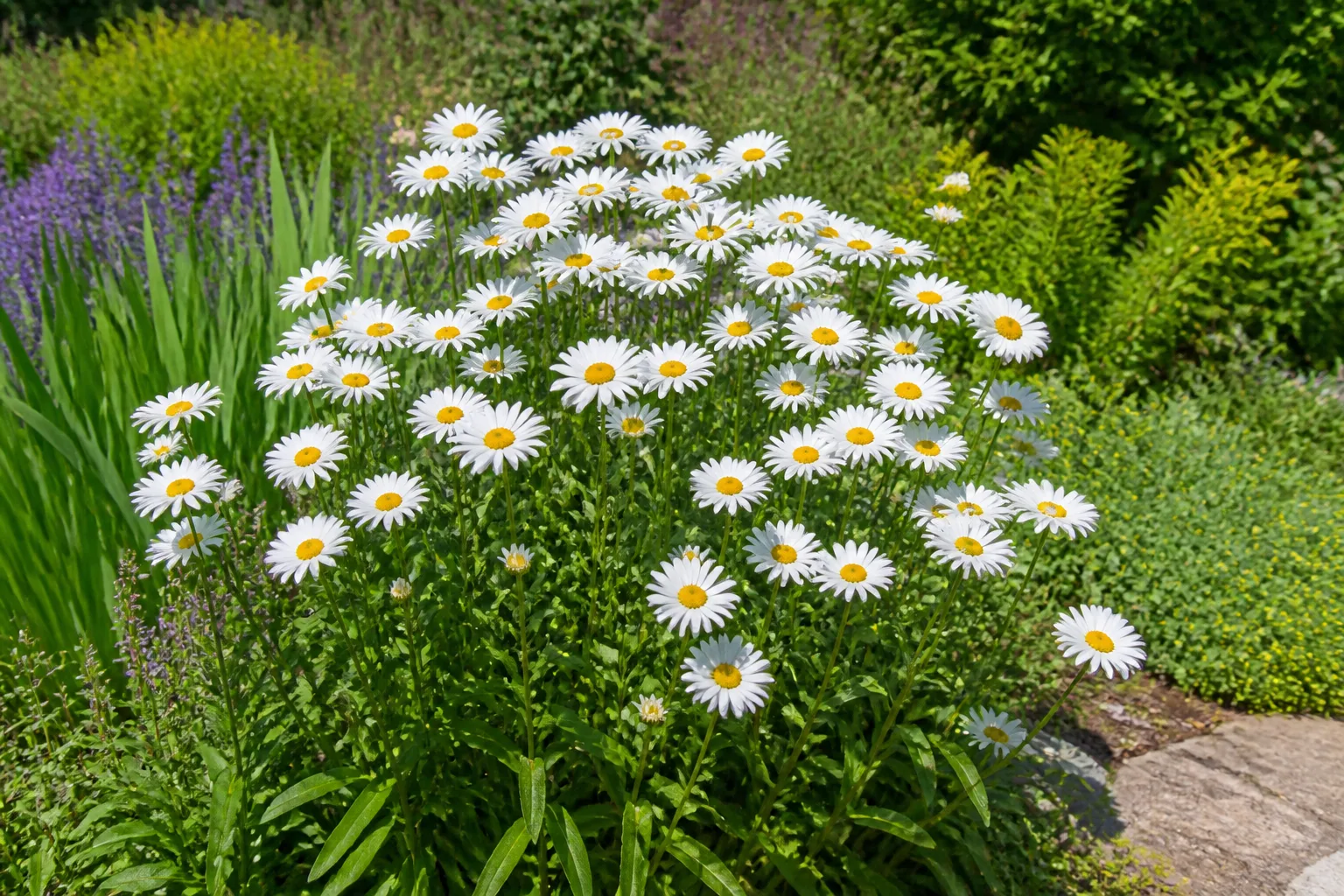 Shasta Daisy plant in bloom in a garden setting