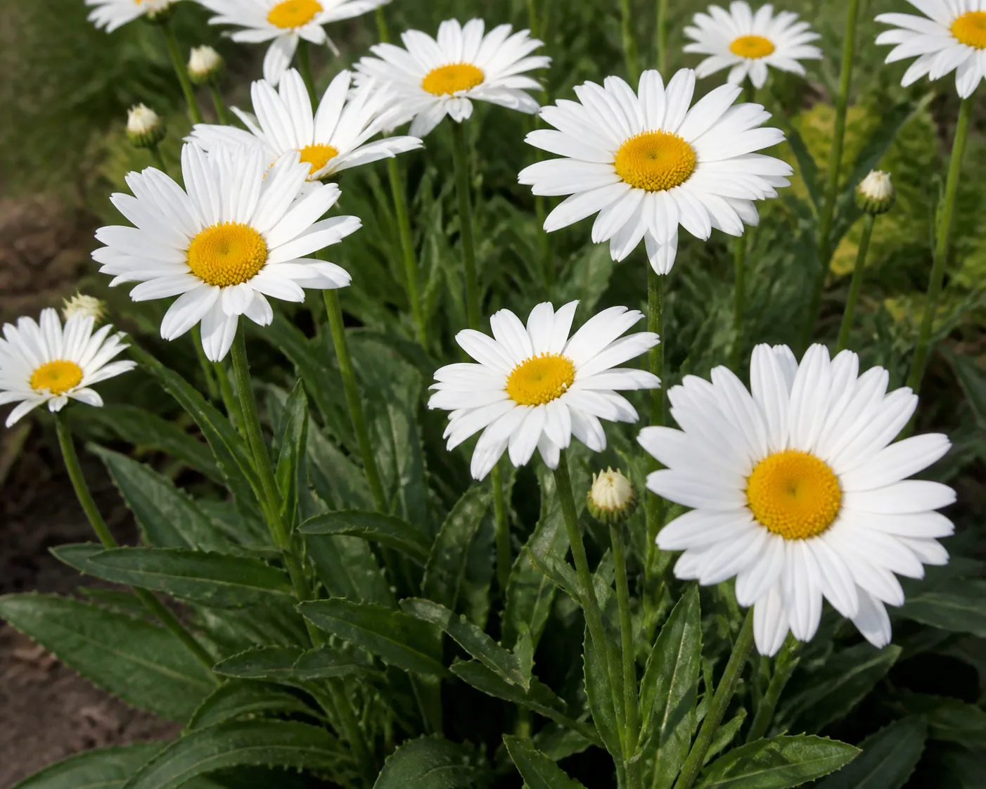 Shasta Daisy foliage and flowers showing growth habit for care reference