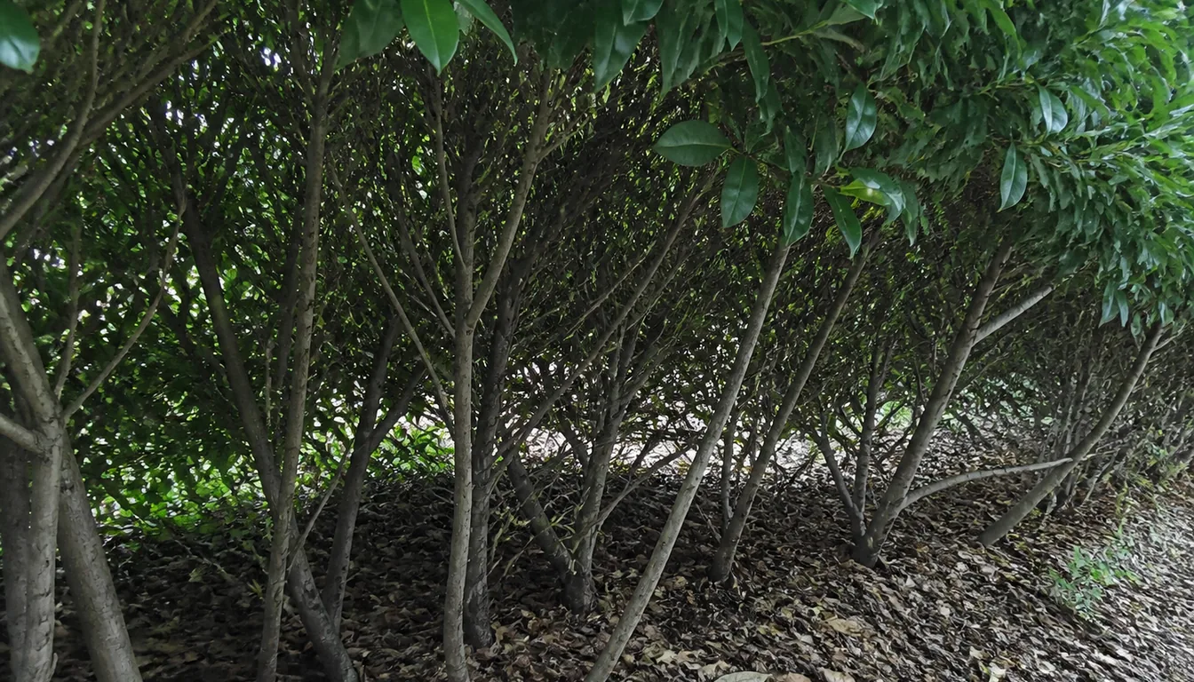 The shaded back of a Skip Laurel hedge with bare woody stems and gaps low down while the top stays leafy