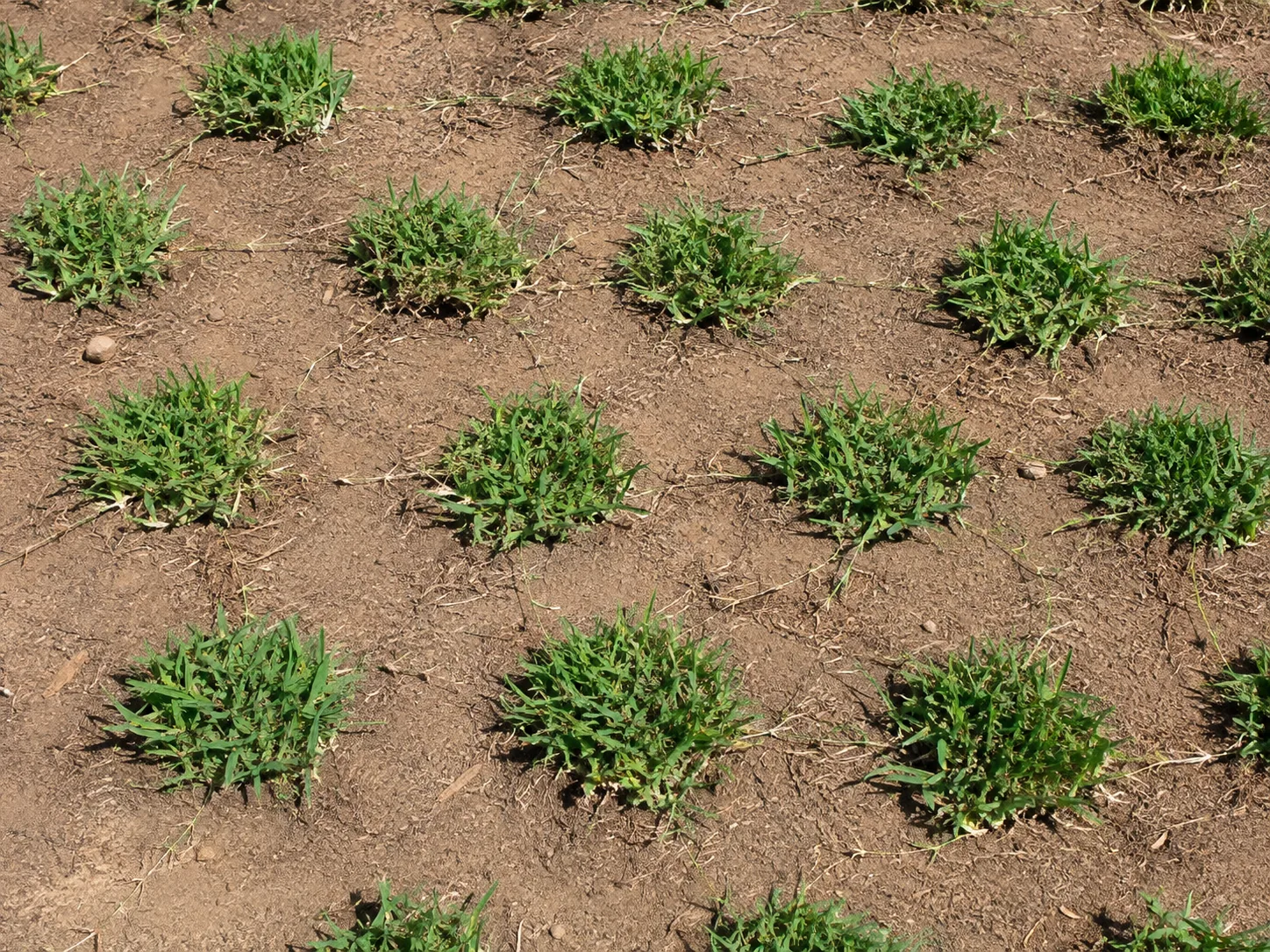 Grass plugs in rows with bare soil between them and runners spreading outward