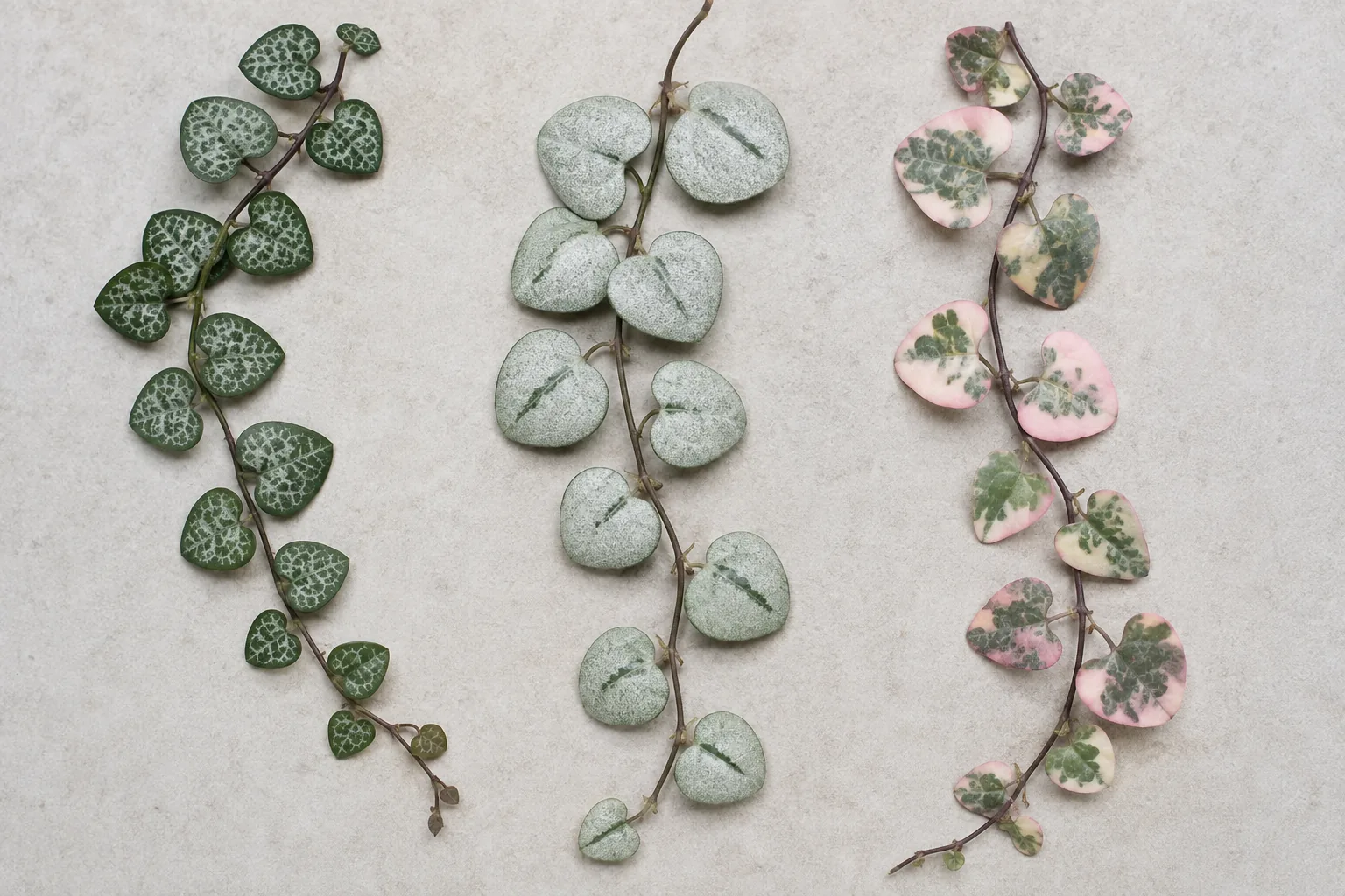 Three String of Hearts strands side by side, the standard dark green form etched with silver, a heavily silver form with a dark green line down each leaf, and a cream and pink variegated form