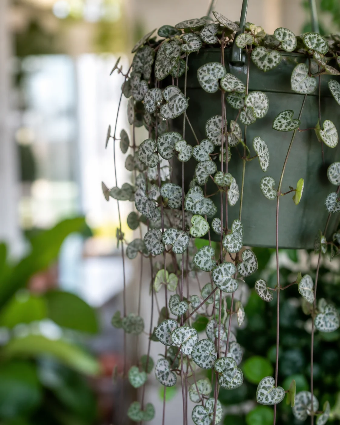 String of Hearts trailing succulent vine with tiny heart-shaped silver and green leaves cascading from a hanging pot