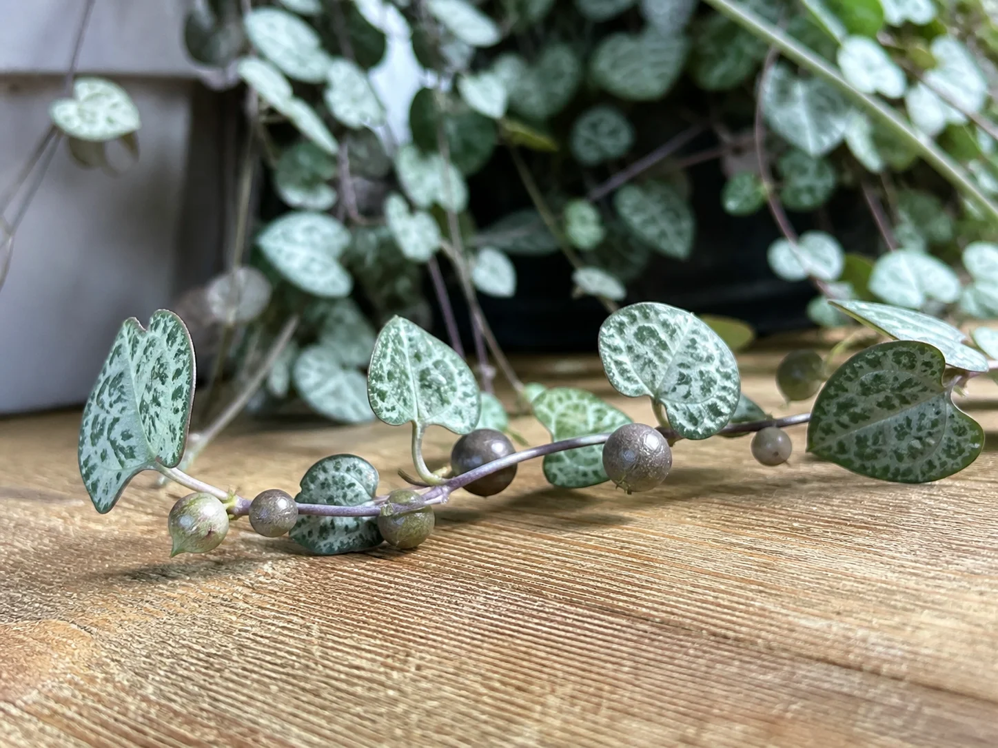 String of Hearts vine trailing across a table showing small round tubers growing along the stem between heart-shaped leaves