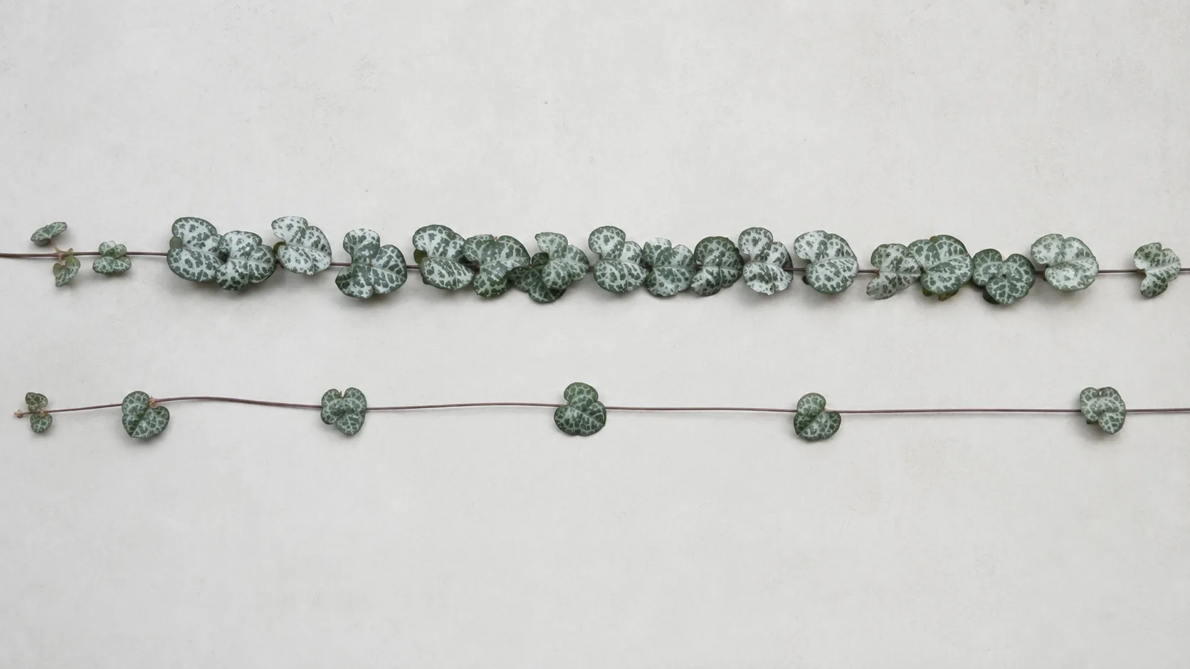 Two String of Hearts strands laid out one above the other, the upper one with leaf pairs close together and bright silver etching, the lower one with long stretches of bare stem between each pair and duller plain green leaves