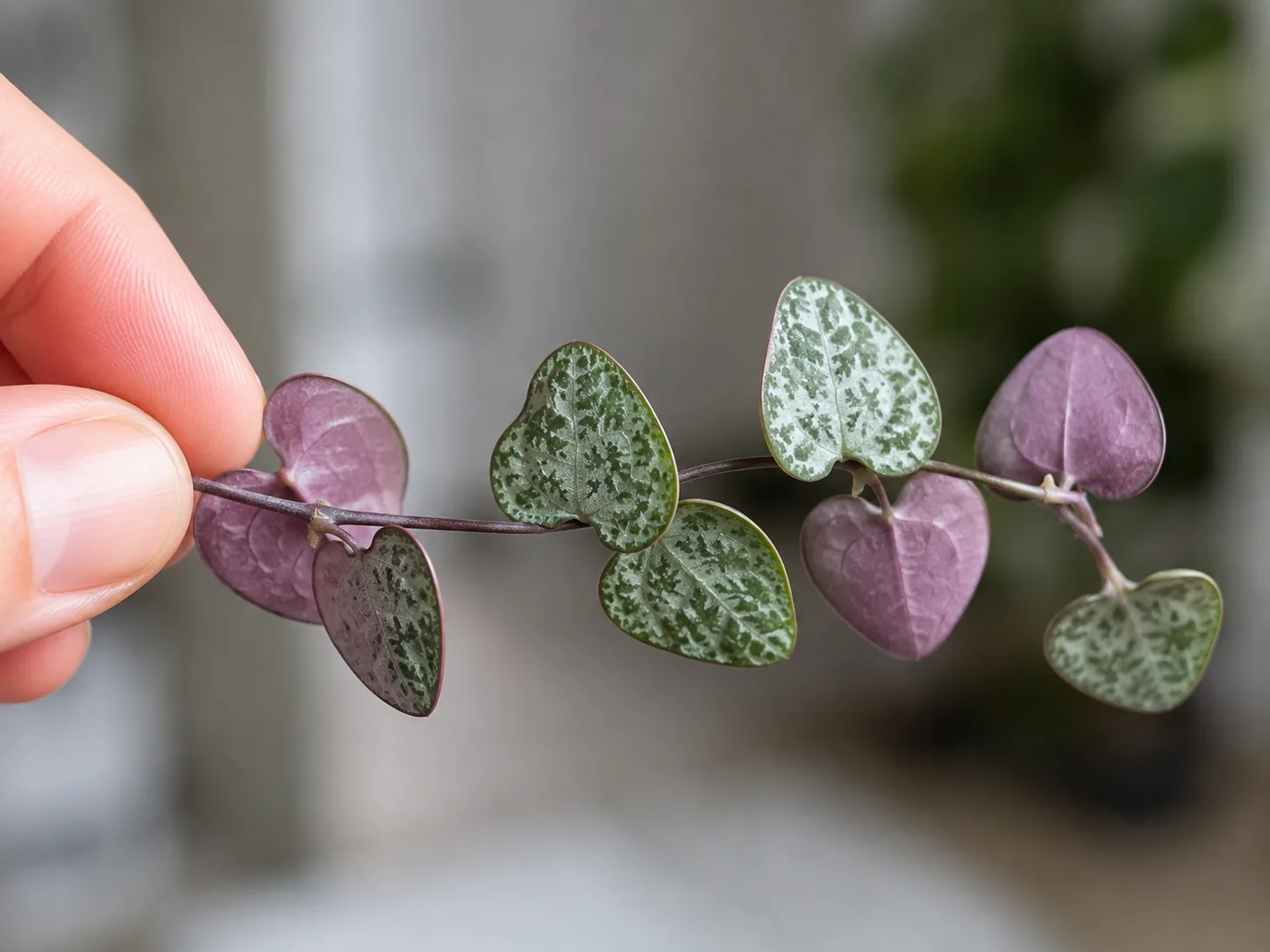 A String of Hearts strand twisted between finger and thumb so some heart-shaped leaves show their silver-marbled upper face and others show a solid purple underside