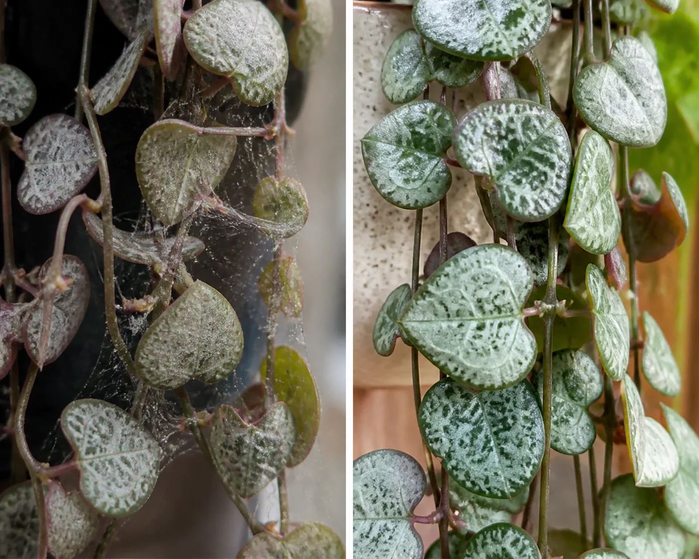 Side-by-side String of Hearts vine comparison showing fine spider mite webbing on dull, stippled leaves next to a healthy vine with plump glossy heart-shaped leaves