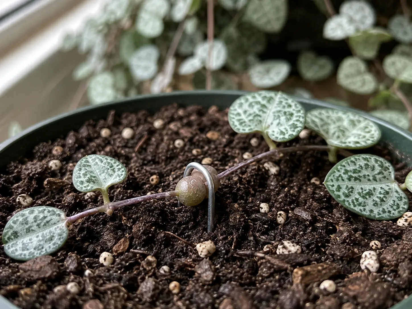 A String of Hearts tuber pressed onto gritty potting mix and held against the surface by a bent wire pin, with the parent plant still attached behind it