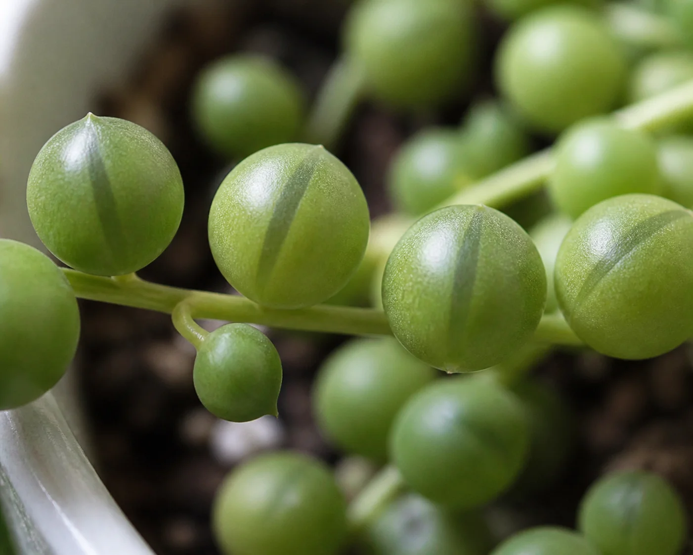 Close macro view of round pea-shaped string of pearls beads on a trailing stem