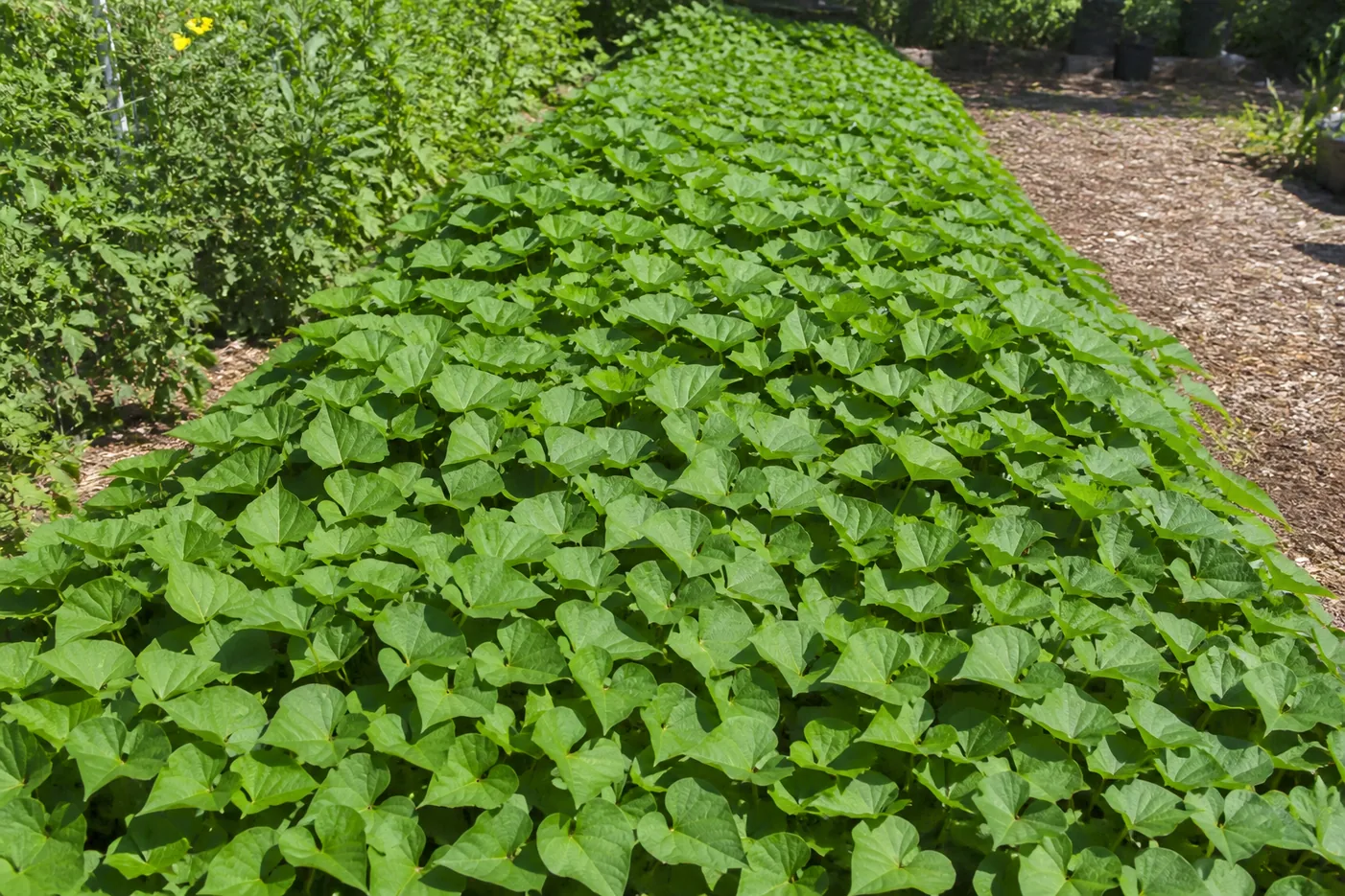 A dense sweet potato vine mat covering a raised garden ridge with heart-shaped leaves knitted edge to edge so no soil is visible