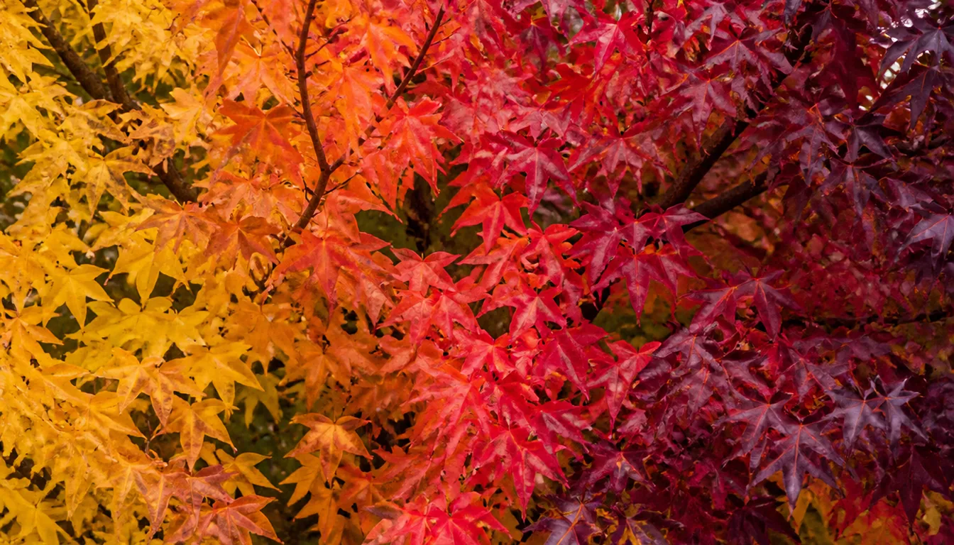 One sweetgum crown in October carrying yellow, orange, scarlet, crimson and deep purple-burgundy star-shaped leaves on different branches at the same time