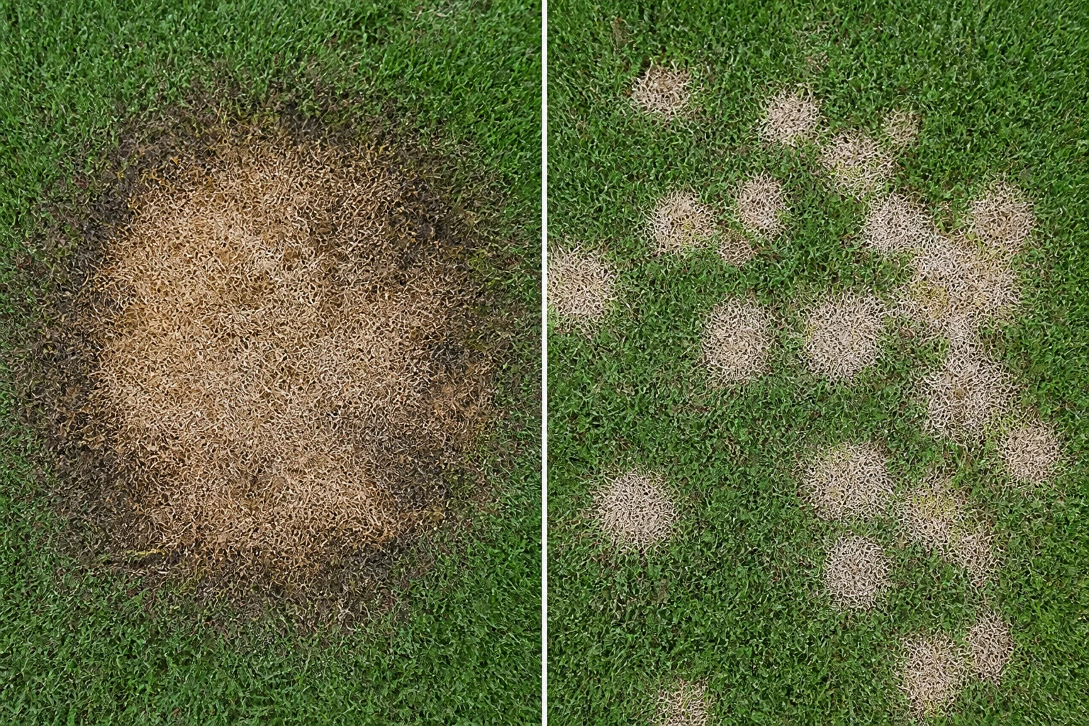 Side-by-side tall fescue turf comparison showing a large circular brown patch with dark edges next to scattered small silver-dollar-sized tan spots