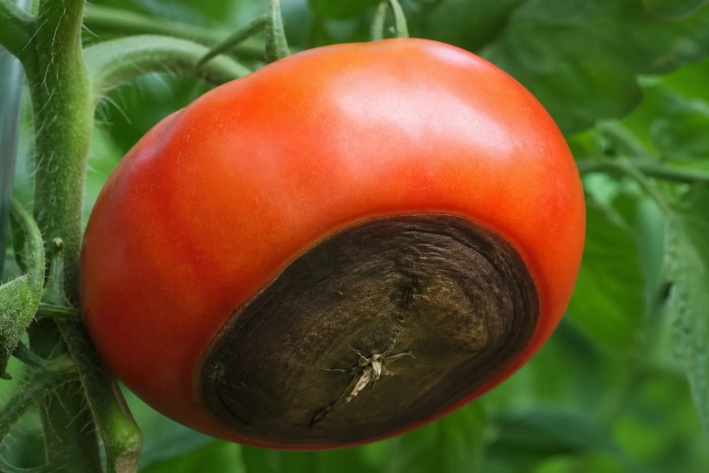A ripening tomato on the vine with a flat sunken dark leathery brown patch covering the blossom end while the shoulders of the fruit stay smooth and healthy
