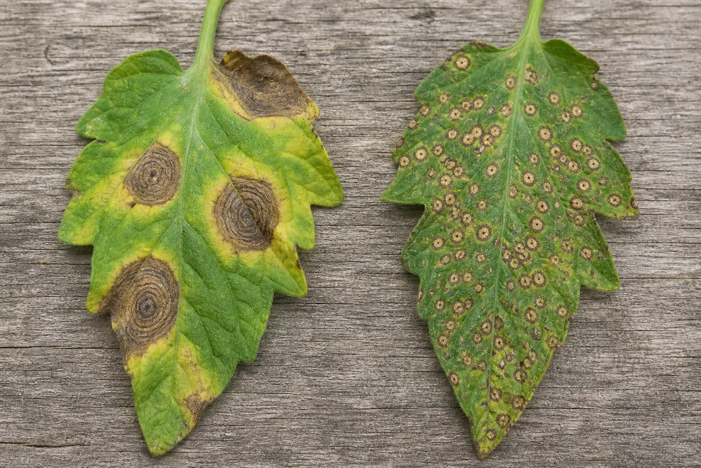 Two diseased tomato leaves side by side, one with a few large brown lesions showing concentric target rings and yellow halos, the other covered in many small round tan spots with dark margins