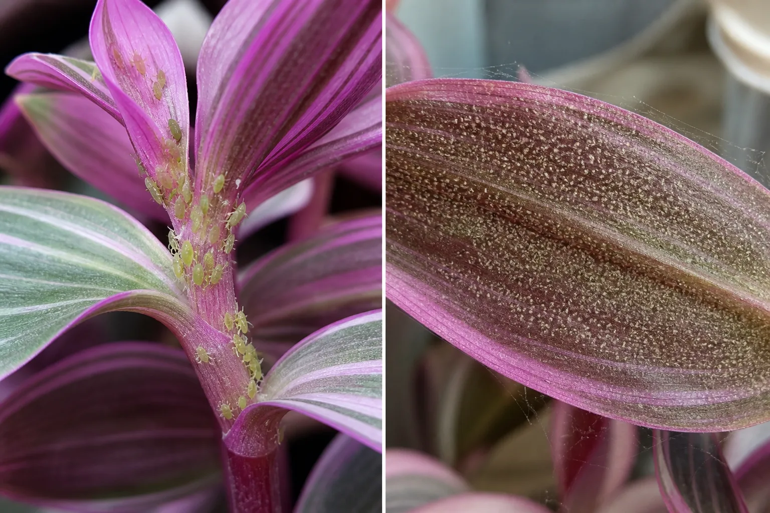 Side-by-side comparison of Tradescantia Nanouk stems and leaves showing small green aphid insects clustered on a tender new stem tip on the left versus fine pale stippling and faint webbing from spider mites on a leaf underside on the right