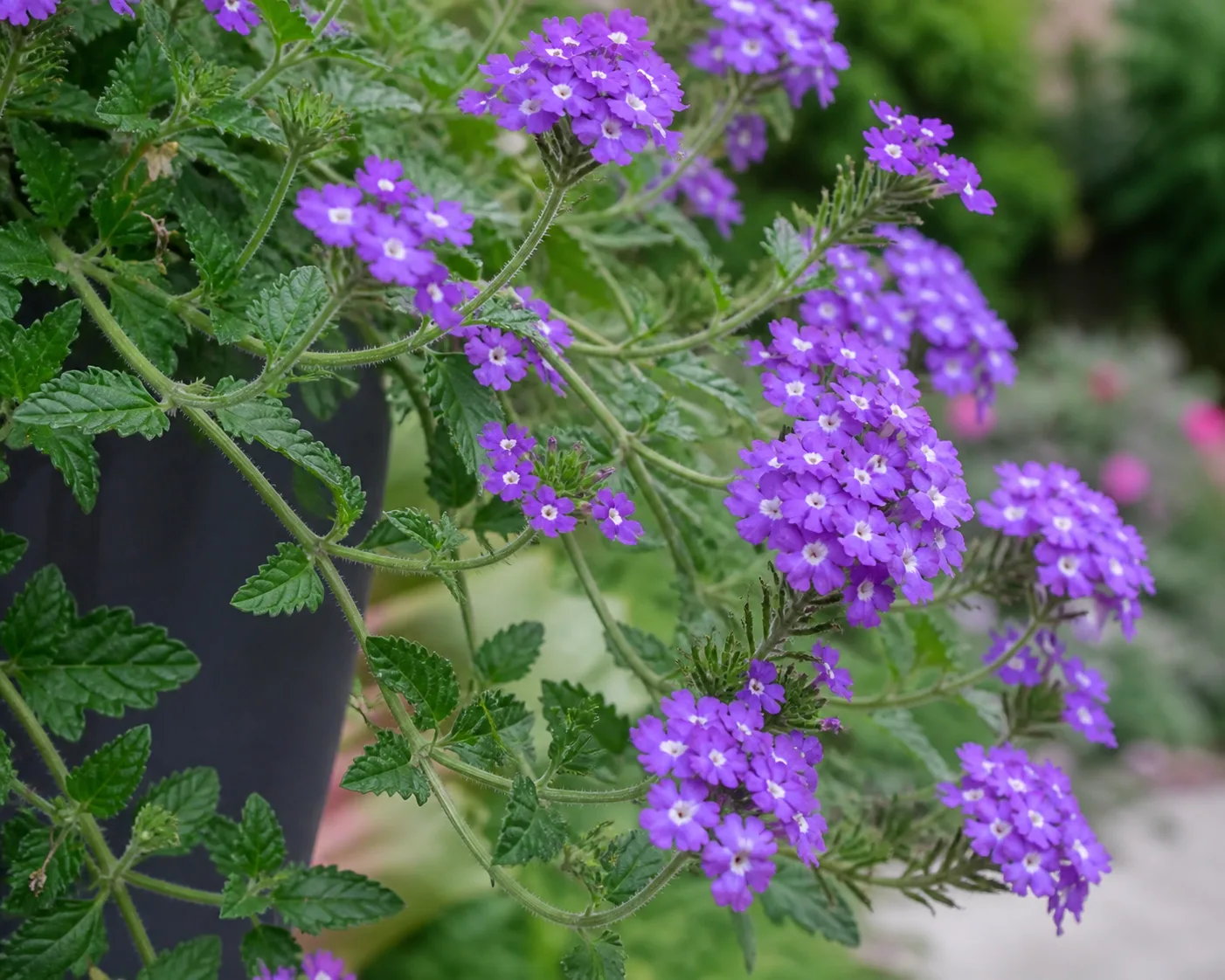 Purple garden verbena flower clusters on branching stems beside a container