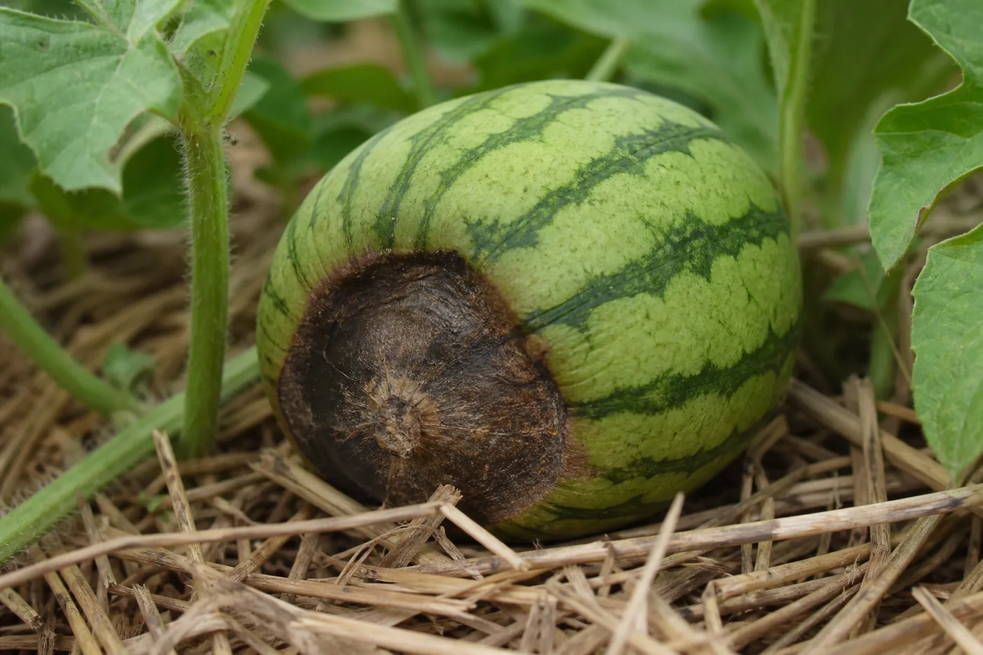 A young striped watermelon on straw mulch with a sunken dark brown leathery patch covering the blossom end while the rest of the rind stays healthy green