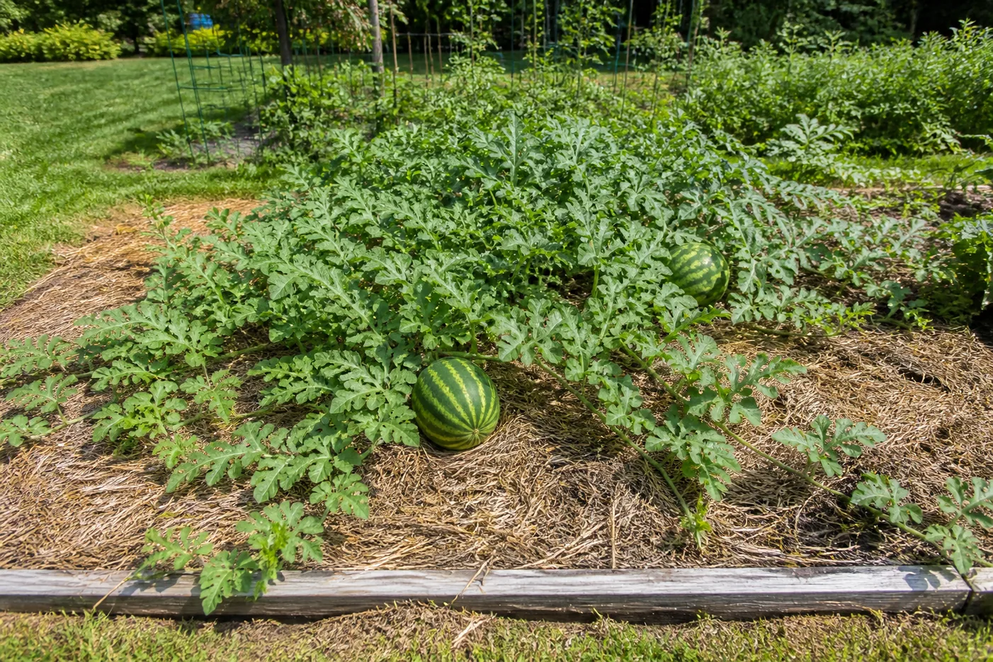 One watermelon plant sprawling across a straw-mulched raised bed with vines running several feet in every direction and two striped melons resting on the mulch