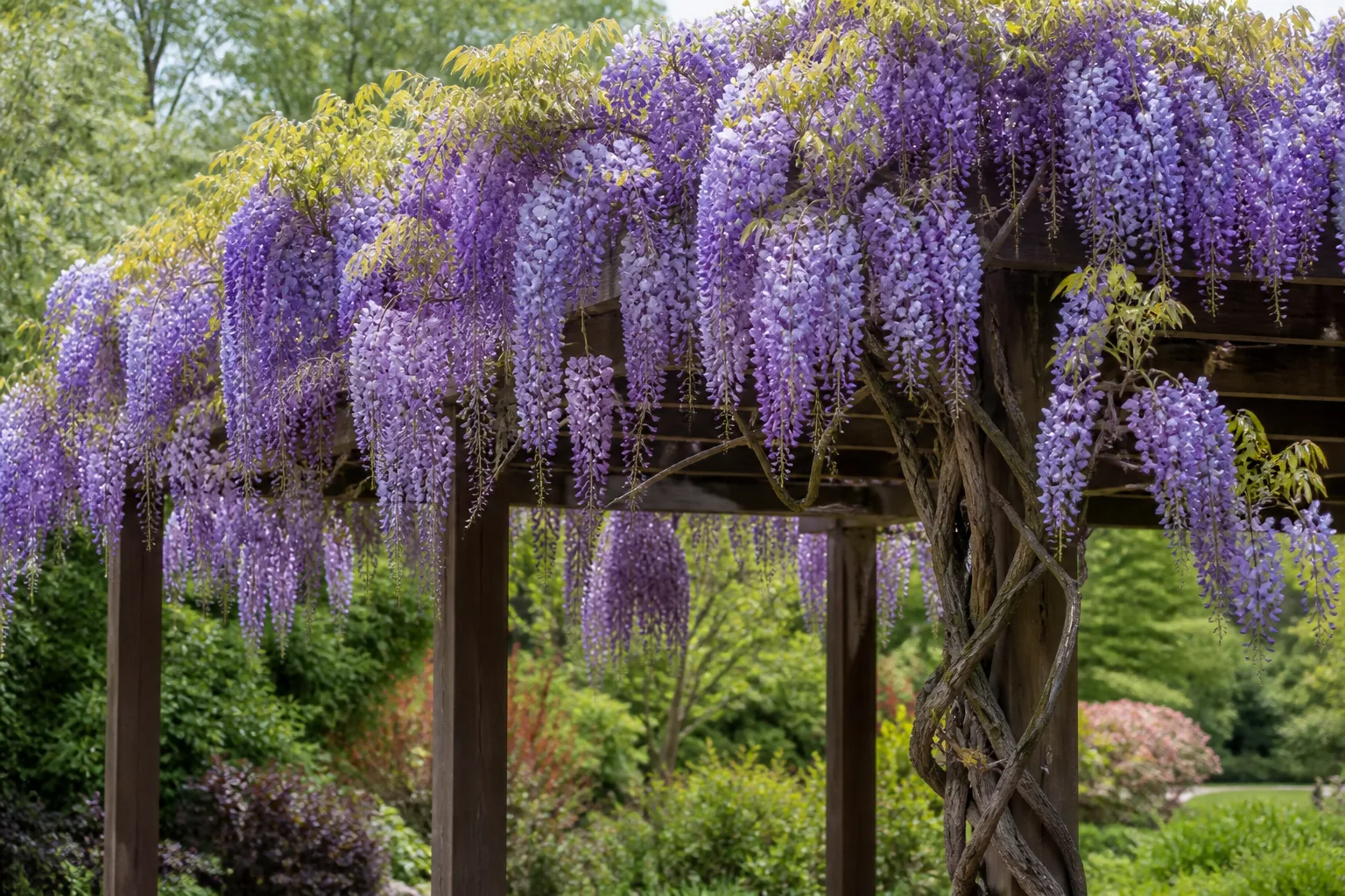Wisteria vine with cascading purple flower clusters draping over a wooden pergola