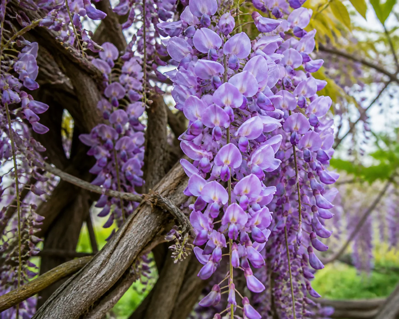 Close view of wisteria flower clusters and twining woody vine stems