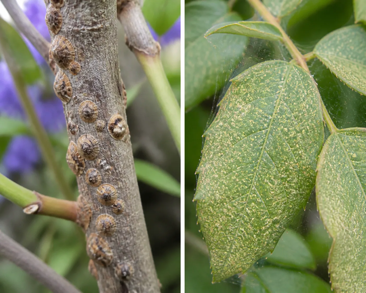 Side-by-side wisteria comparison showing hard brown scale insect bumps clustered on a stem beside a leaf with fine spider mite webbing and stippling