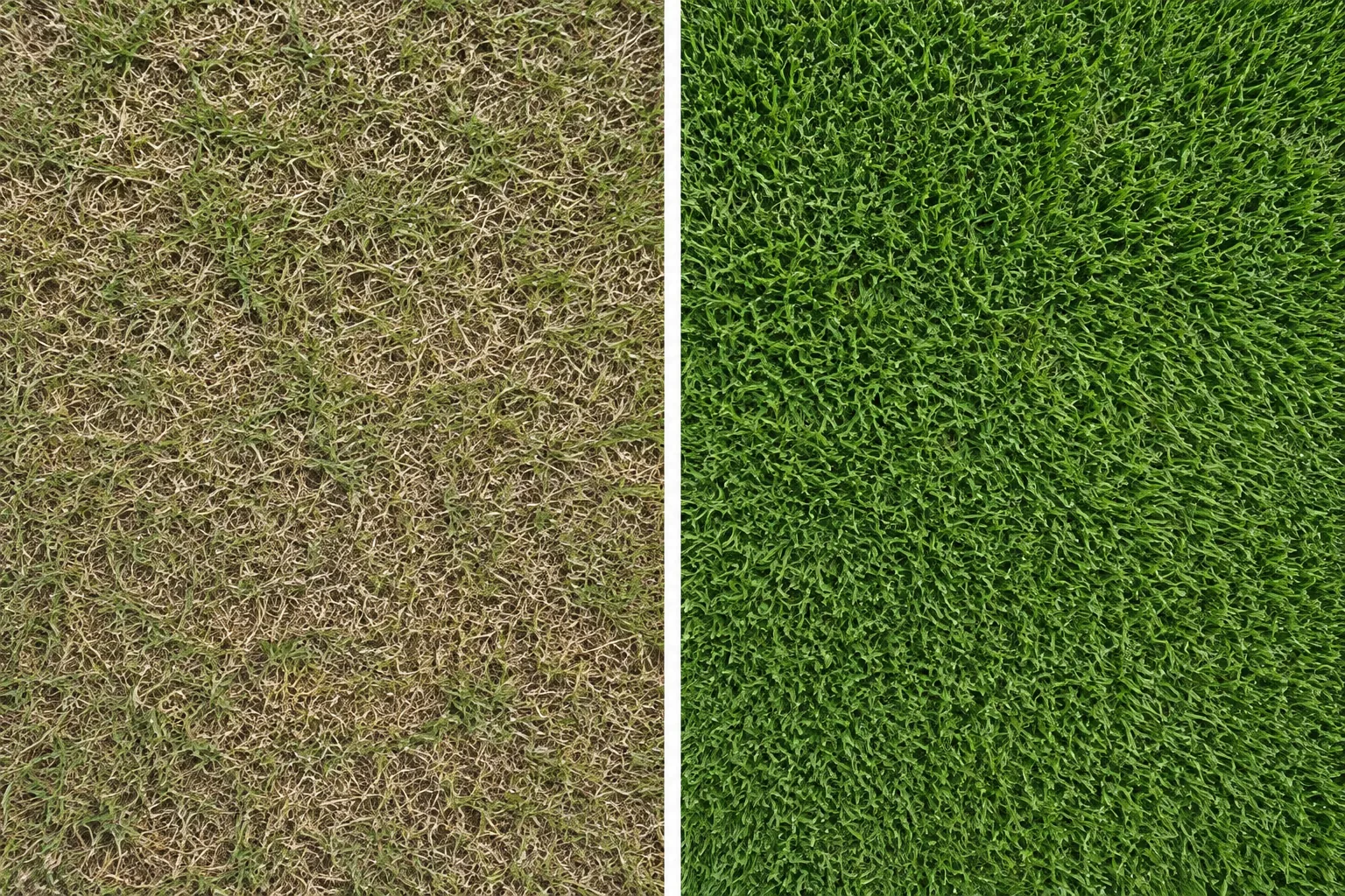 Side-by-side turf views with exposed tan stems on one side and dense green leaf cover on the other