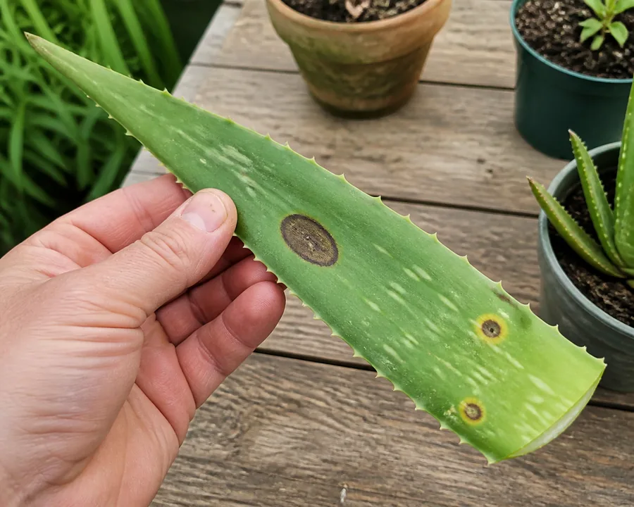 A hand holding a cut Aloe Vera leaf over a wooden bench, showing one large sunken olive-brown bruise with a sharp dark rim near the middle and two smaller round dark spots ringed in yellow toward the cut end