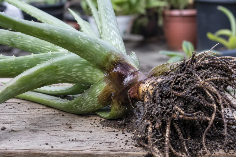 An Aloe Vera lifted out of its pot and laid on a wooden bench, showing wet purple-brown collapsed tissue where the leaves join the stem, with a soil-covered root ball exposed alongside