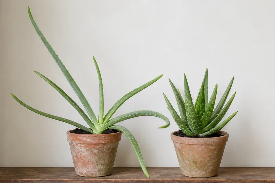 Two Aloe Vera plants in matching terracotta pots, the left one stretched with long thin widely spaced leaves that splay and arch down past the pot, the right one compact with short upright tightly packed leaves