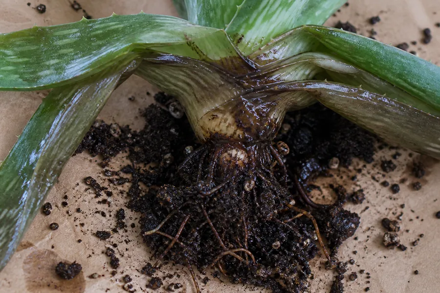 An Aloe Vera lifted onto brown paper with wet brown rot banding the leaf bases, the leaves above it softened and translucent as they fold outward, and dark soaked roots below