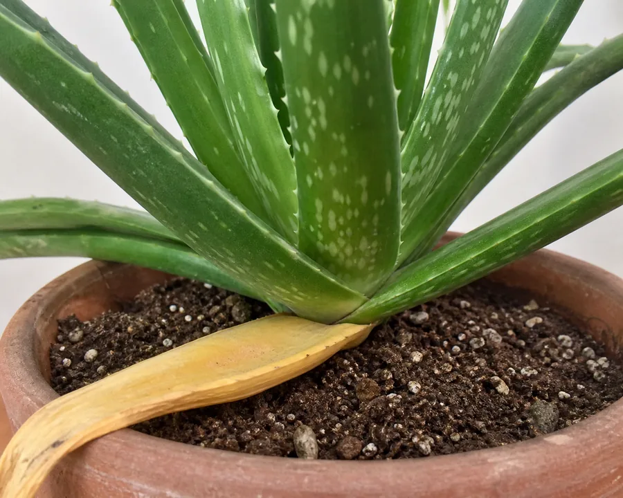 The lowest outer leaf of an Aloe Vera gone evenly yellow and drying flat across the soil, while every leaf above it stays thick and deep green