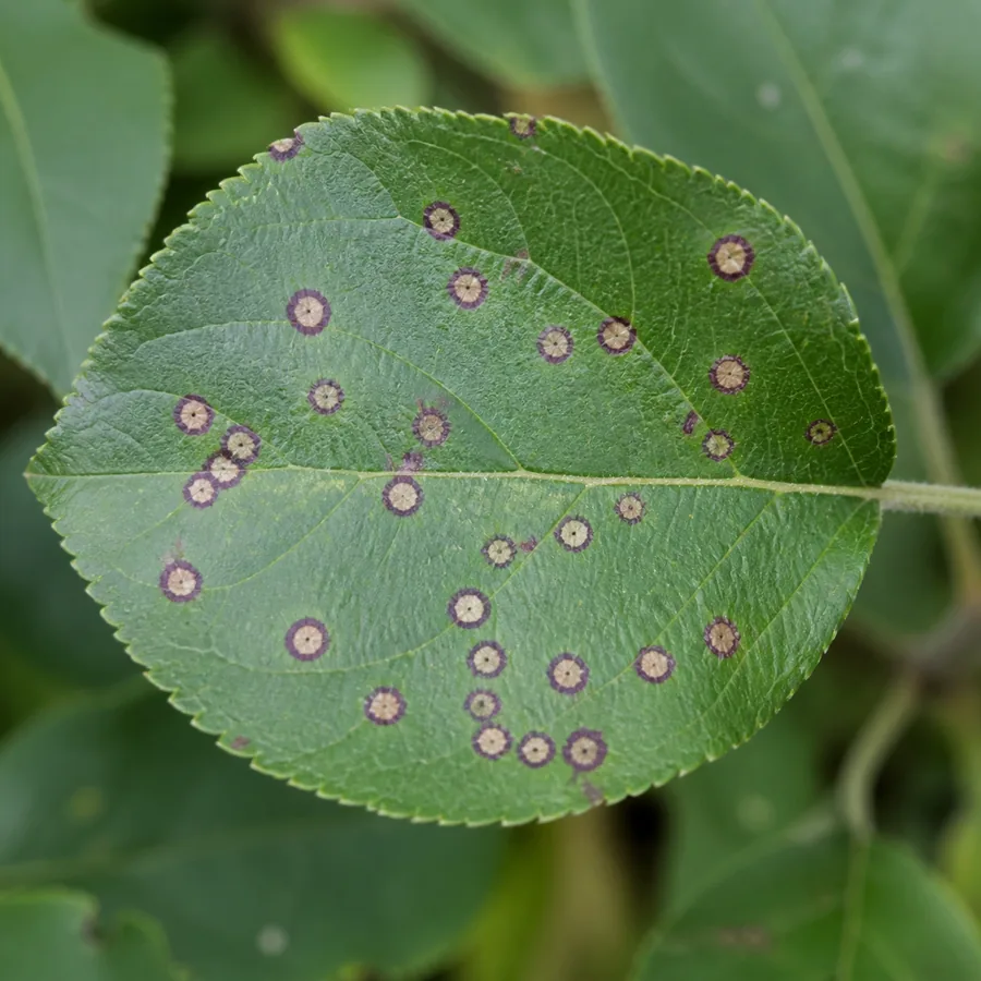 An apple leaf scattered with dozens of small round spots, each one a pale tan center inside a sharp purple-brown ring