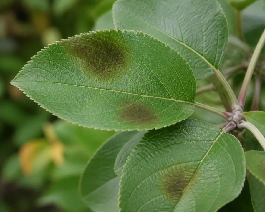 Apple leaves carrying olive-brown velvety blotches on the upper surface, their edges fading softly into the surrounding green rather than forming a border