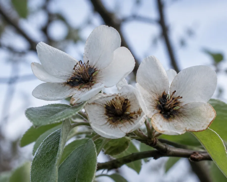 Three open apple blossoms with their white petals still intact while the center of each flower is blackened, the stamens brown and collapsed, and frost still on the leaves below