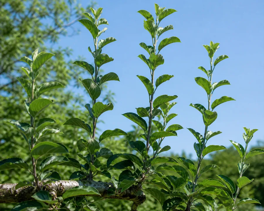 Several long straight vertical shoots rising from a horizontal apple branch against blue sky, densely covered in large leaves with no flower spurs and no fruit along them