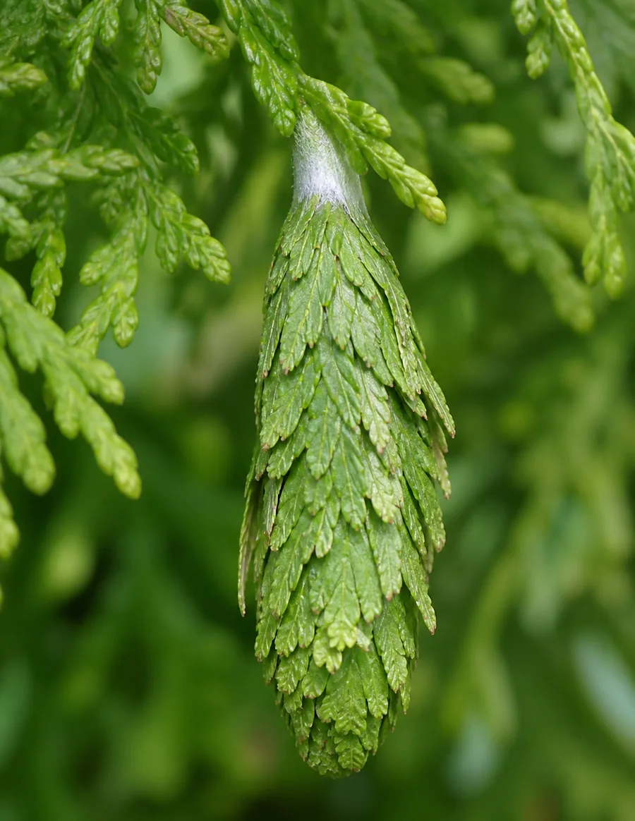 Macro view of a single teardrop-shaped bagworm case shingled with green arborvitae foliage, hanging from a spray by a band of white silk