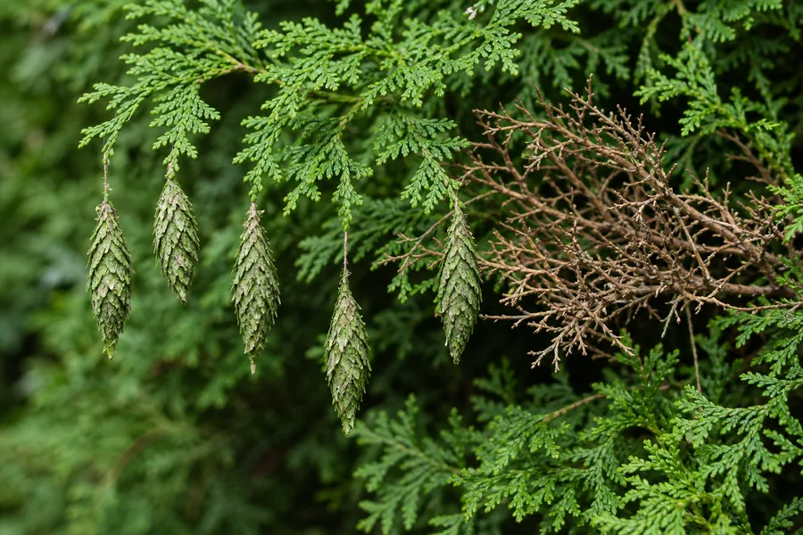 Several spindle-shaped bagworm cases hanging from green arborvitae sprays beside a patch of stripped brown twigs