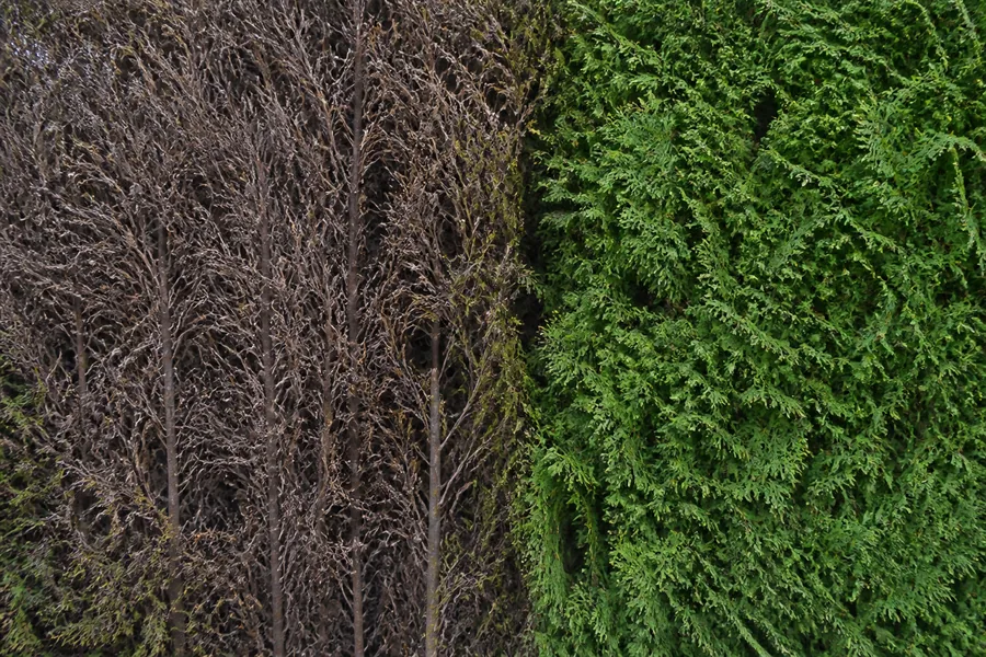 An arborvitae hedge photographed straight on with a section of stripped grey-brown bare stems directly beside dense healthy green growth and a sharp boundary between them