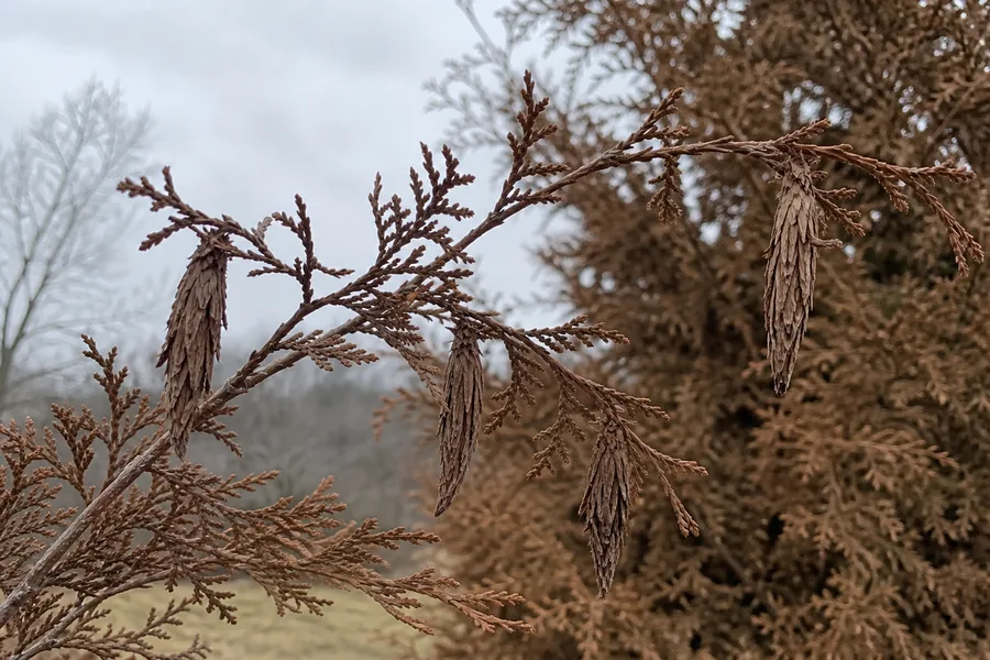 Four dry brown spindle-shaped bagworm cases hanging from the bare branch tips of an arborvitae against a flat grey winter sky