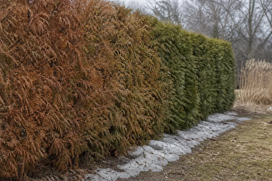 An arborvitae hedge where the end nearest open ground is bronze and brown, grading along the run to healthy green, with old snow along the base