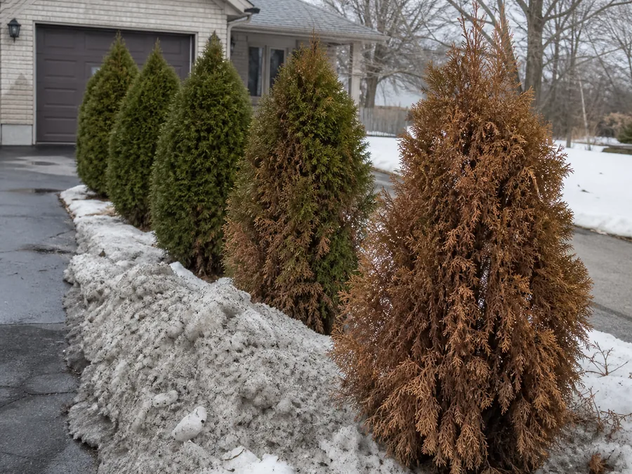A line of arborvitae beside a driveway with dirty plowed snow banked against them, the plant nearest the road fully brown and the plants further along progressively greener