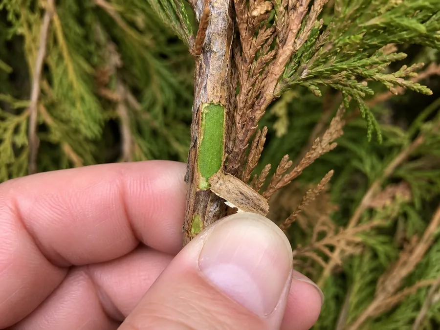 A thumbnail peeling a thin strip of bark from an arborvitae stem to reveal bright green tissue underneath, with browned foliage on the same branch alongside