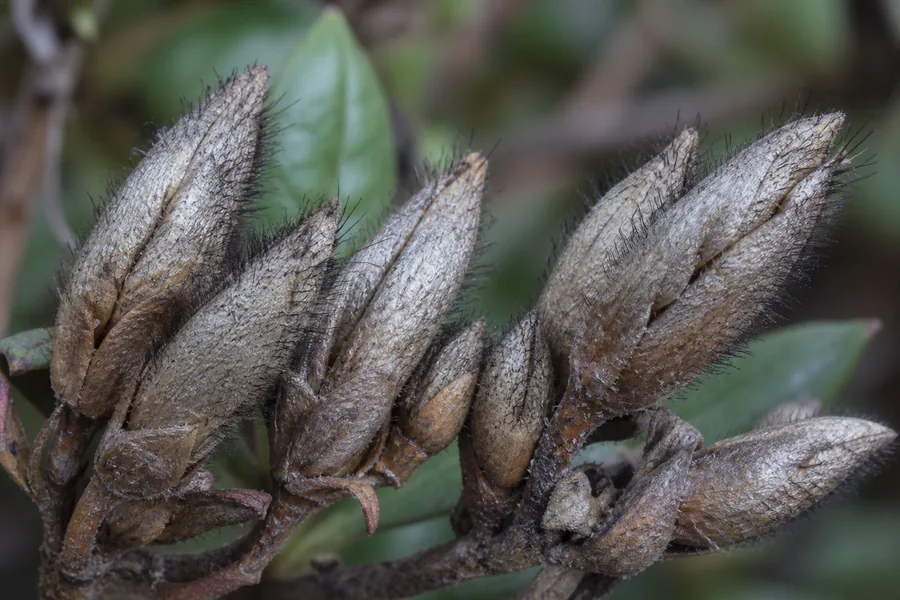 Macro view of azalea flower buds turned dry silvery brown and still closed, with fine black bristle-like growths standing up from their surface