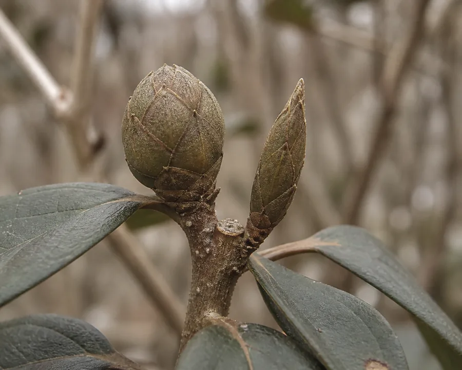 Macro view of a dormant azalea stem tip carrying a plump rounded flower bud beside a slim pointed leaf bud, both in dull green-brown scales with winter twigs blurred behind