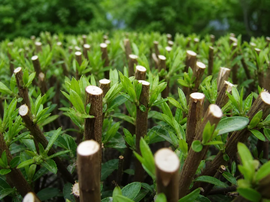 Close low view along a sheared azalea with every stem ending in a blunt cut surface and soft new shoots pushing from below the cuts
