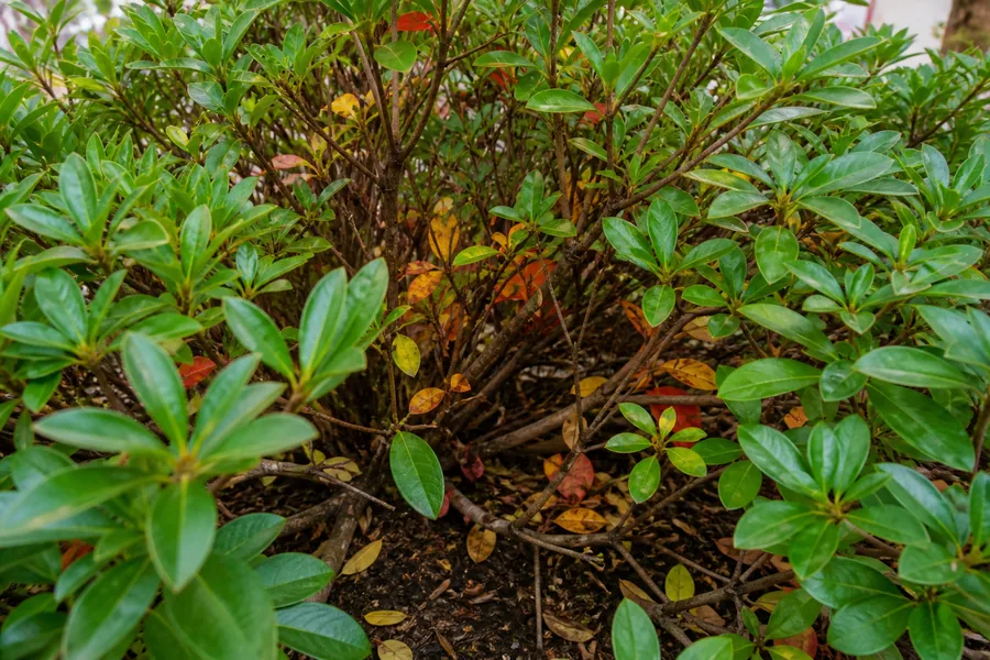 The interior of an evergreen azalea in autumn with yellow and red older leaves near the woody stems while the stem tips stay green