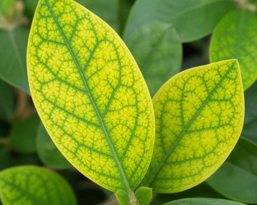 Macro view of young azalea leaves gone bright yellow between the veins while every vein stays sharp dark green