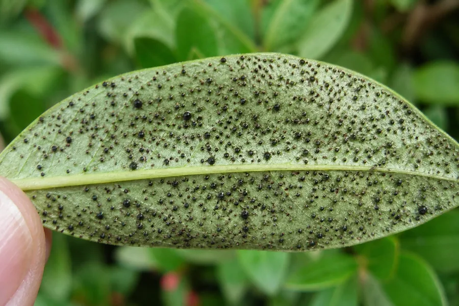 Macro view of the underside of an azalea leaf scattered with small hard dark brown fecal spots resembling ground pepper