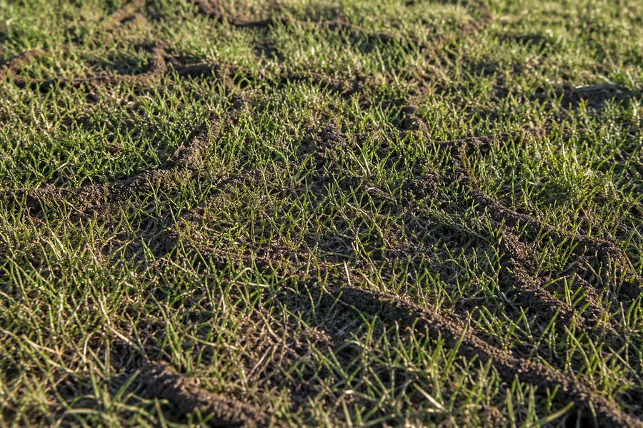 Close view of a lawn surface with raised soft soil tunnels and small mounds of loose soil pushed up between the grass in low morning light