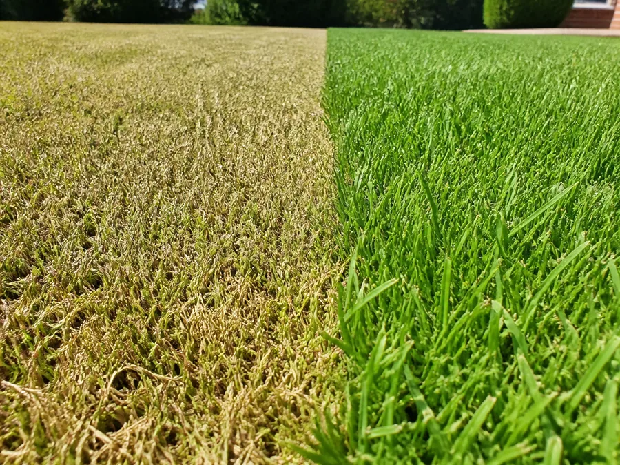 A lawn mown far too short showing pale yellow-brown stubble beside a strip of taller healthy green grass