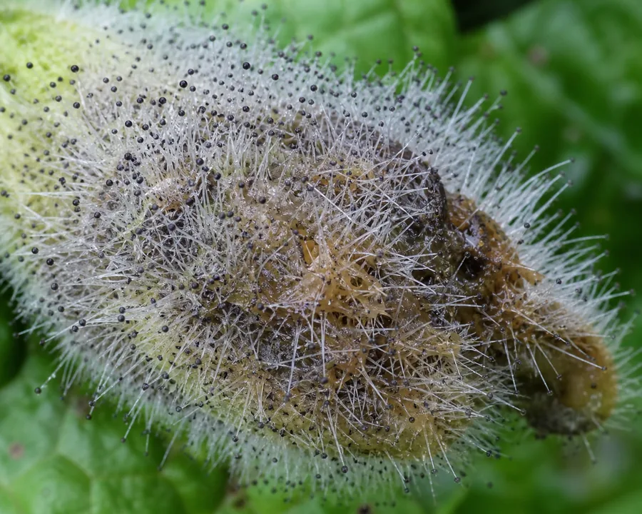 Macro view of a soft water-soaked zucchini tip covered in fine white hair-like fungal filaments tipped with tiny purplish-black heads